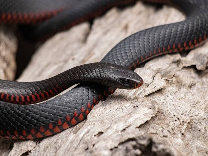 ये सांप 1.5 मीटर लंबा एक ट्री ब्राउन स्नेक था. जब इस सांप का पोस्टमार्टम हुआ तो पता चला कि इसकी मौत इसके ही जहर की वजह से हुई थी.