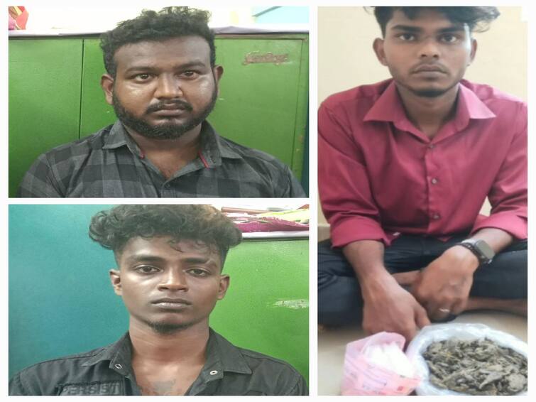 Sirkazhi: police have arrested three youths who were involved in the sale of ganja in the surrounding areas of Sirkazhi Sirkazhi: மயிலாடுதுறையில் அதிகரிக்கும் கஞ்சா விற்பனை.. விற்பனையாளர்களை குறிவைத்து தூக்கும் காவல்துறை!