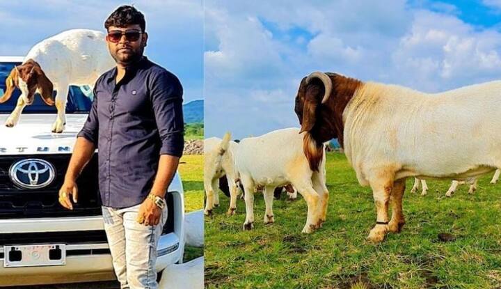 success story of laborer who build a multi crore goat business know the full detail Success Story : आदर्श शेळीपालन! दहावी पास तरुण करतोय लाखोंची उलाढाल