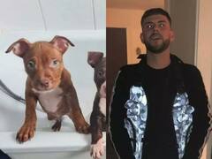 शख्स ने कुत्ते को तड़पा-तड़पाकर मार डाला, बोला- 