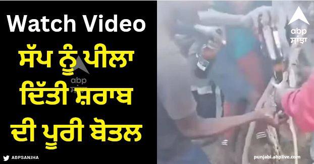 viral video south Africa drunk youth group forced drinking alcohol python snake Viral Video: ਨੌਜਵਾਨ ਨੇ ਸੱਪ ਨੂੰ ਫੜ ਕੇ ਜ਼ਬਰਦਸਤੀ ਪੀਲਾ ਦਿੱਤੀ ਸ਼ਰਾਬ ਦੀ ਪੂਰੀ ਬੋਤਲ, ਵੀਡੀਓ ਦੇਖ ਲੋਕਾਂ 'ਚ ਗੁੱਸਾ