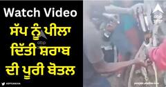 Viral Video: ਨੌਜਵਾਨ ਨੇ ਸੱਪ ਨੂੰ ਫੜ ਕੇ ਜ਼ਬਰਦਸਤੀ ਪੀਲਾ ਦਿੱਤੀ ਸ਼ਰਾਬ ਦੀ ਪੂਰੀ ਬੋਤਲ, ਵੀਡੀਓ ਦੇਖ ਲੋਕਾਂ 'ਚ ਗੁੱਸਾ