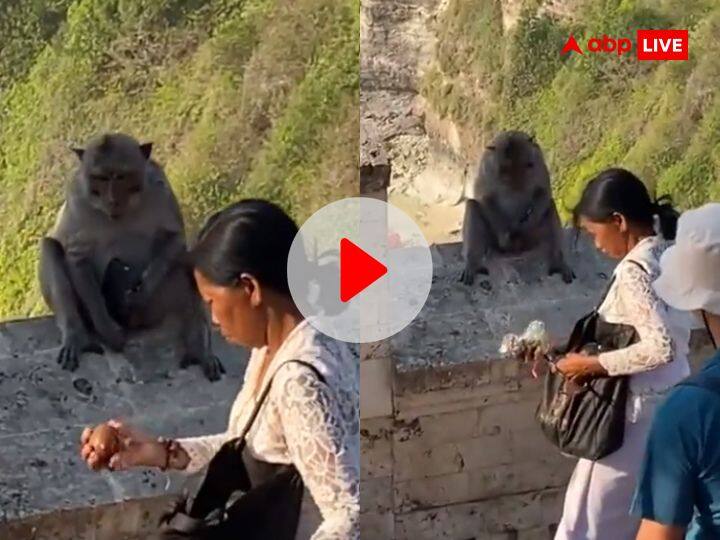 viral video of monkey ran away with people phones and glasses for food funny video goes viral खाना नहीं मिला तो निकाली तरकीब, लोगों के फोन और चश्मे लेकर भाग गया ये बंदर, फनी VIDEO वायरल