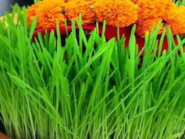 जौ ब्रह्मस्वरूप है, सृष्टि के प्रारंभ में स्वयं ब्रह्माजी ने जौ की उत्पत्ति की गई. इसे संसार का पहला अनाज माना गया है. कहते हैं. नवरात्रि में जौ मां दुर्गा को अर्पित कर आने वाले अच्छी फसल की कामना की जाती है.