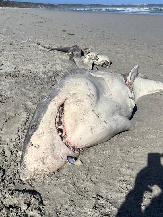 ऑस्ट्रेलिया में समुद्र तट पर मिला ग्रेट व्हाइट शार्क का आधा हिस्सा