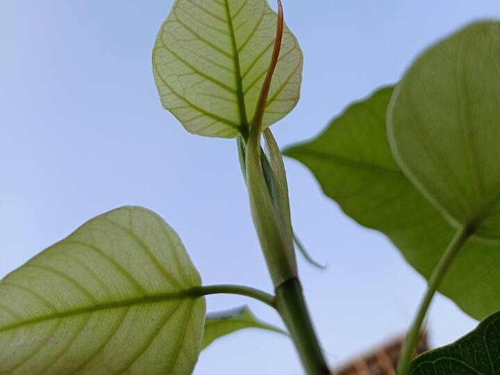 How Peepal plants grow in the cracks of walls without soil and water this is the reason बिना मिट्टी पानी के दीवारों की दरारों में कैसे उग जाते हैं पीपल के पौधे, ये है वजह