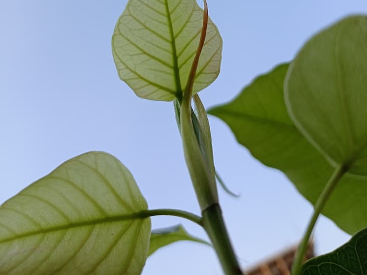 बिना मिट्टी पानी के दीवारों की दरारों में कैसे उग जाते हैं पीपल के पौधे, ये है वजह How Peepal plants grow in the cracks of walls without soil and water this is the reason बिना मिट्टी पानी के दीवारों की दरारों में कैसे उग जाते हैं पीपल के पौधे, ये है वजह