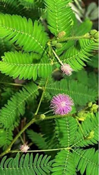 દશેરા પર કરો શનિદેવના આ છોડની પૂજા, દૂર થશે તમામ પરેશાની