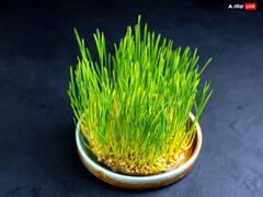 Navratri Jware: बहुत काम के हैं जवारे, जानें नवरात्रि के बाद जवारों का क्या करें