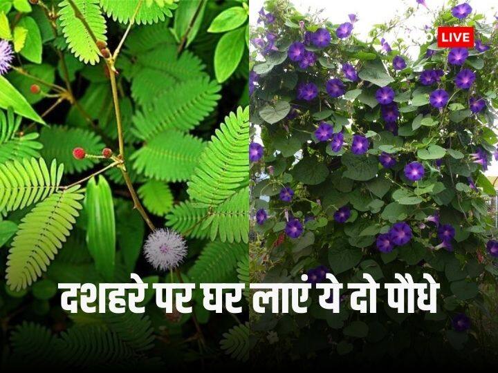 Dussehra 2023: दशहरे के दिन घर में जरुर लगाएं ये पेड़, दिन दोगनी रात चौगनी तरक्की पक्की Dussehra 2023 best upay plant in home on Vijaydashmi 2023 Shami and aprajita blessings Ram ji Dussehra 2023: दशहरे के दिन घर में जरुर लगाएं ये पेड़, दिन दोगनी रात चौगनी तरक्की पक्की