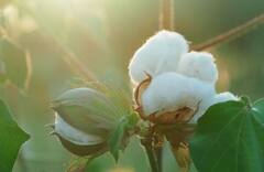 कापूस आयात केल्यानं दर पडले, अनिल देशमुखांची सरकारवर टीका