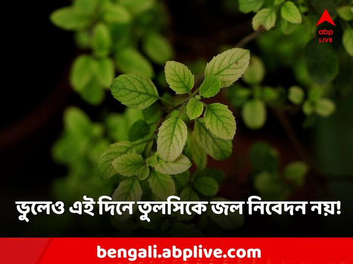 কোন দিন তুলসী গাছে জল দেওয়া উচিত নয়?