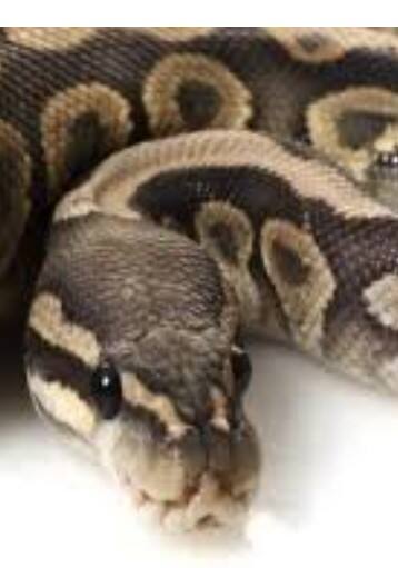 ਅਜਗਰ ਨੂੰ ਗਲੇ 'ਚ ਲਪੇਟ ਬੋਲਿਆ ਸ਼ਰਾਬੀ- ਖਿੱਚੋ ਫੋਟੋ, ਫਿਰ...