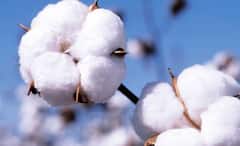 कापूस आयात केल्यानं दर पडले, अनिल देशमुखांची सरकारवर टीका