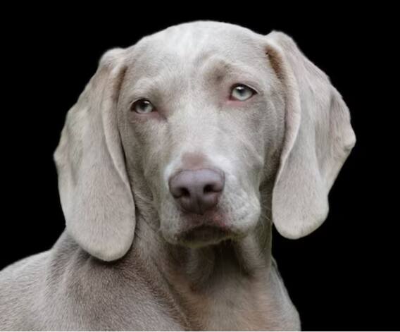 ਰਾਤ ਨੂੰ ਕਿਉਂ ਰੋਂਦੇ ਕੁੱਤੇ ? ਕੀ ਸੱਚਮੁੱਚ ਉਨ੍ਹਾਂ ਨੂੰ ਨਜ਼ਰ ਆਉਂਦੀਆਂ ਆਤਮਾਵਾਂ