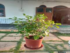 સુકાઈ ગયેલી તુલસીને આંખના પલકારામાં લીલી કરી દેશે હળદર, જાણો હળદરના ચમત્કારિક ઉપયોગ