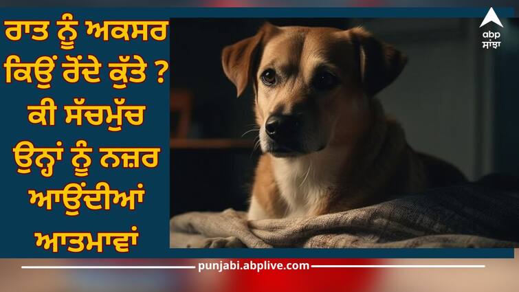 Why do dogs often cry at night? Do they really see spirits? details inside Dogs Fact: ਰਾਤ ਨੂੰ ਅਕਸਰ ਕਿਉਂ ਰੋਂਦੇ ਕੁੱਤੇ ? ਕੀ ਸੱਚਮੁੱਚ ਉਨ੍ਹਾਂ ਨੂੰ ਨਜ਼ਰ ਆਉਂਦੀਆਂ ਆਤਮਾਵਾਂ