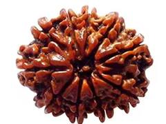 Rudraksha Benefit: 9 ગ્રહોના અશુભ પ્રભાવથી બચાવે છે આ ચમત્કારી રૂદ્રાશ, જાણો તેના ફાયદા અને કેવી રીતે કરશો ઉપયોગ