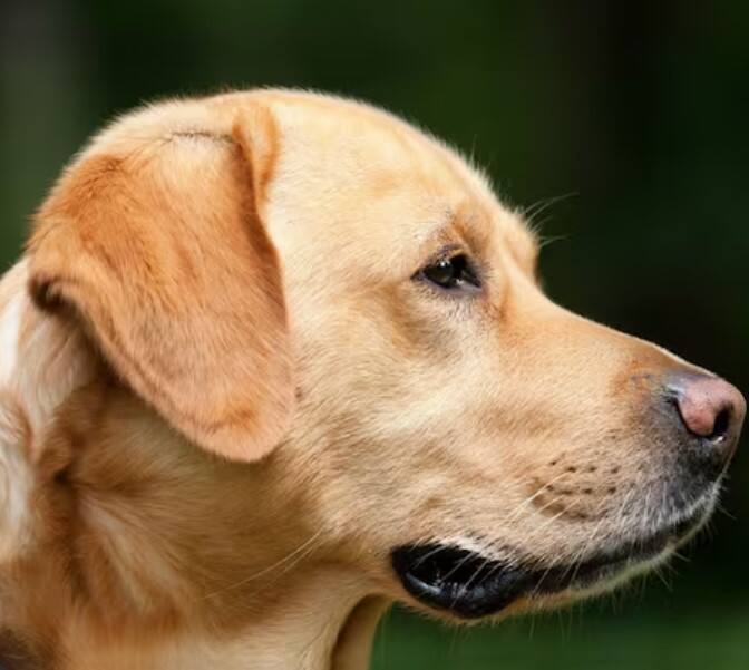 ਬਚਪਨ ਵਿੱਚ ਜਦੋਂ ਰਾਤ ਨੂੰ ਕੁੱਤਿਆਂ ਅਤੇ ਬਿੱਲੀਆਂ ਦੇ ਰੋਣ ਦੀ ਆਵਾਜ਼ ਆਉਂਦੀ ਸੀ ਤਾਂ ਘਰ ਦੇ ਬਜ਼ੁਰਗ ਕਹਿੰਦੇ ਸਨ ਕਿ ਇੰਝ ਲੱਗਦਾ ਸੀ ਜਿਵੇਂ ਉਨ੍ਹਾਂ ਨੇ ਕੋਈ ਆਤਮਾ ਨੂੰ ਦੇਖਿਆ ਹੋਵੇ। ਖਾਸ ਕਰਕੇ ਪਿੰਡਾਂ ਵਿੱਚ ਇਹ ਗੱਲ ਆਮ ਬੋਲੀ ਜਾਂਦੀ ਸੀ। ਹਾਲਾਂਕਿ, ਜੇ ਤੁਸੀਂ ਇਸ ਪਿੱਛੇ ਵਿਗਿਆਨਕ ਤਰਕ ਲੱਭਣ ਦੀ ਕੋਸ਼ਿਸ਼ ਕਰੋਗੇ, ਤਾਂ ਤੁਸੀਂ ਖਾਲੀ ਹੱਥ ਰਹਿ ਜਾਓਗੇ।