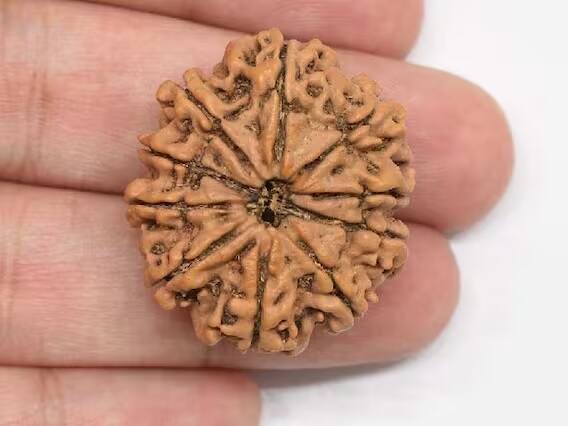 જો તમે લાંબા સમયથી કોર્ટમાં જઈ રહ્યા છો અથવા પ્રોપર્ટીના મામલાને લઈને ચિંતિત છો તો તમે દસ મુખી રુદ્રાક્ષનો ઉપયોગ કરી શકો છો. આ સફળતા સુનિશ્ચિત કરવામાં મદદરૂપ સાબિત થાય છે.