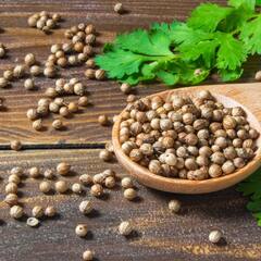 Coriander Seeds Benefits : ਗੁਣਾਂ ਦਾ ਖ਼ਜ਼ਾਨਾ ਨੇ ਧਨੀਏ ਦੇ ਬੀਜ, ਦੂਰ ਕਰਦੇ ਨੇ ਛੋਟੀਆਂ ਵੱਡੀਆਂ ਬੀਮਾਰੀਆਂ