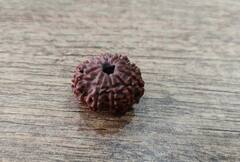 Rudraksha Benefit: 9 ગ્રહોના અશુભ પ્રભાવથી બચાવે છે આ ચમત્કારી રૂદ્રાશ, જાણો તેના ફાયદા અને કેવી રીતે કરશો ઉપયોગ