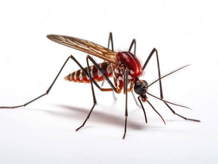 Dengue can have more impact on Corona patients Know what health experts are saying तेजी से पैर पसार रहा है डेंगू, कोरोना से संक्रमित हुए लोग हो जाएं सतर्क, जाने ऐसा क्यों कह रहे हैं एक्सपर्ट्स