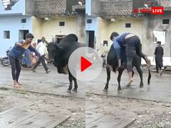 सांड के साथ छेड़खानी करना शराबी को पड़ा महंगा, गुस्से में जानवर ने सिंग पर उठाकर फेंका- VIDEO