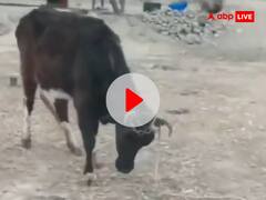 कौन कहता है जानवरों में दिमाग नहीं होता? इस VIDEO में गाय की चालाकी देखकर आप भी रह जाएंगे हैरान