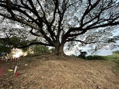 Kumaradevam Movies Tree : తూర్పుగోదావరి జిల్లా కుమారదేవంలో ఈ చెట్టు చాలా స్పెషల్ | ABP Desam