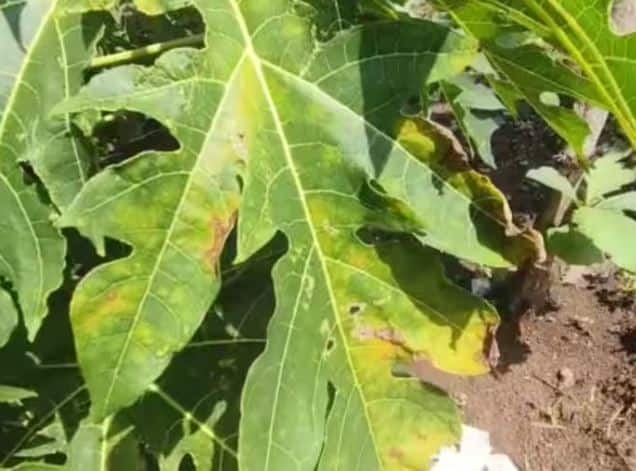 Papaya crop mosaic virus outbreak in Nandurbar district, farmers worried Nandurbar : पपईवर मोझ्याक व्हायरसचा प्रादुर्भाव, जिल्ह्यातील तीन हजार हेक्टर क्षेत्र बाधित; शेतकरी पिकावर फिरवतायेत रोटावेटर...