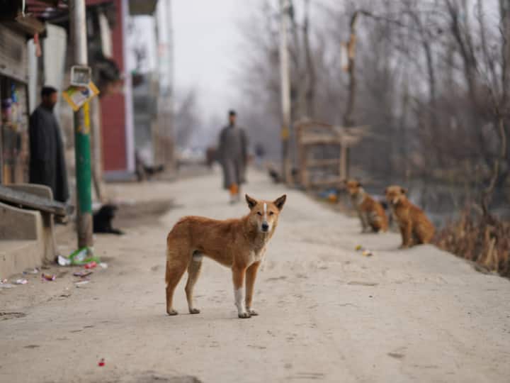 आवारा कुत्ते के काटने पर अगर हो जाती है मौत तो कौन होगा जिम्मेदार? जानें क्या कहता है कानून Street dog attack to man and he dies then Who will be responsible for it Know what law says आवारा कुत्ते के काटने पर अगर हो जाती है मौत तो कौन होगा जिम्मेदार? जानें क्या कहता है कानून