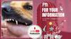 वाघ बकरी के मालिक की मौत के बाद गर्माया आवारा कुत्तों का मामला, Dog Attack करे तो आपका पहला कदम क्या होना चाहिए, जानें | FYI