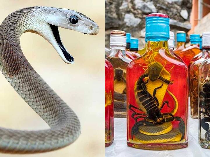 world's unique liquor live snake wine in vietnam now speciality दुनिया की सबसे अजीब शराब, जिंदा सांपों को डिब्बे में रखकर बनाई जाती है