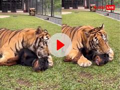 टाइगर को कुत्ते से हुई मोहब्बत! देखते ही जी भरकर लुटाने लगा 'प्यार', इंटरनेट पर वायरल हुआ VIDEO