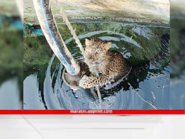 Pune while chasing the prey the leopard fell into the well after an hours effort it was successfully pulled out Pune Leopard News : शिकार शोधायला गेला अन् बछडा विहीरीत पडला; तासाभराच्या अथक प्रयत्नांनी बाहेर विहीरीतून काढण्यात यश