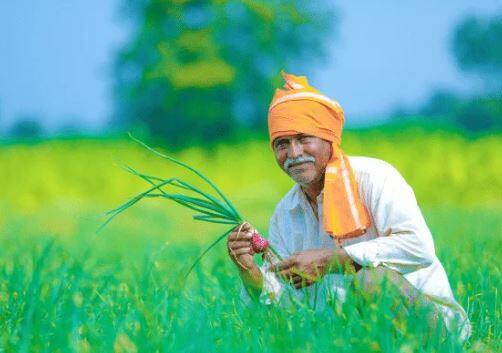 Agriculture News gift of rs 22300 crore to farmers before diwali price of urea will not increase दिवाळीपूर्वी शेतकऱ्यांना 22 हजार 300 कोटींचं गिफ्ट, युरियाच्या दरात वाढ होणार नाही