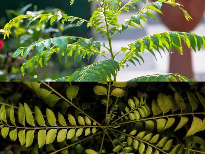 Growing Curry Leaves: करी पत्ते को अलग-अलग व्यंजनों में डालकर स्वाद बढ़ा सकते हैं. इसे आप अपने घर में भी उगा सकते हैं.