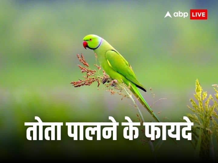 Vastu Tips: वास्तु में तोता को शुभ पक्षी माना गया है, जिसे पालने से घर की सुख-समृद्धि बढ़ती है. लेकिन आप तोता पालते हैं तो आपको कुछ बातों का ध्यान रखना चाहिए. इससे घर पर तेजी से सकारात्मकता बढ़ेगी.