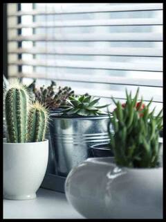 వాస్తు: ఈ మొక్కలు ఇంట్లో ఉండడం అస్సలు మంచిది కాదు