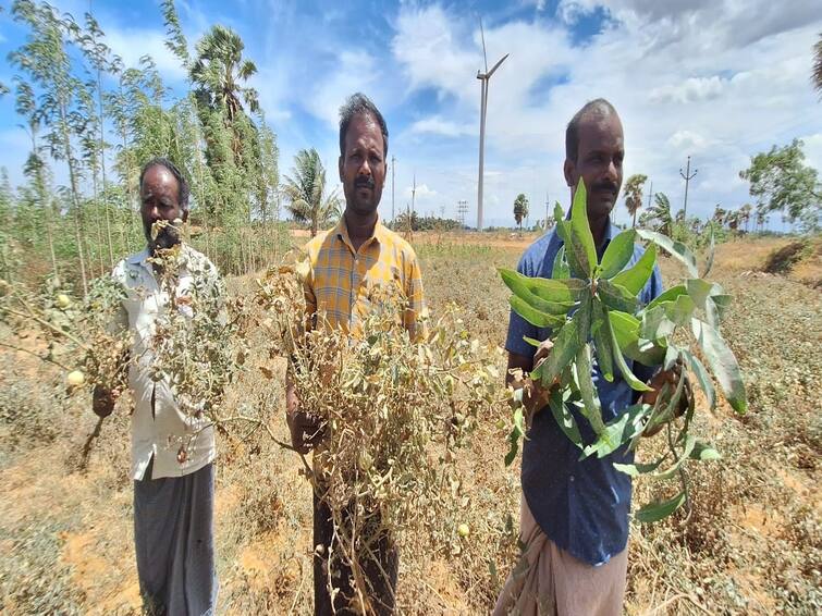 ABP news: Tenkasi - Agricultural lands affected by private quarry..! Farmers in agony..! தென்காசி தனியார் குவாரியால் பாழாகும் விவசாய நிலங்கள்: விவசாயிகள் வேதனை!