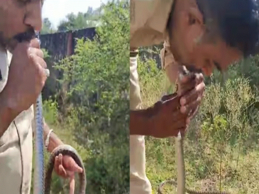 Madhya Pradesh Cop Performs CPR On Snake That Consumed Pesticide, Watch Viral Video Madhya Pradesh Cop Performs CPR On Snake That Consumed Pesticide, Watch Viral Video
