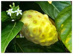 જો તમે યુવાન અને સુંદર દેખાવા માંગતા હોવ તો પીવો નોની ફ્રુટ જ્યુસ, જાણો અન્ય ફાયદા..