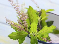 Lifestyle : घरात लावा 'हे' झाड, हिवाळ्यात ठरु शकेल उपयुक्त