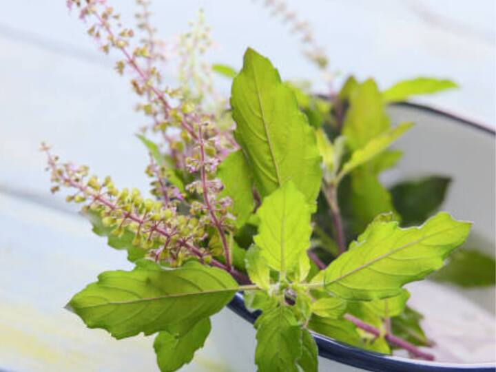 Lifestyle you can plant tulsi and lemon grass in home in winter detail