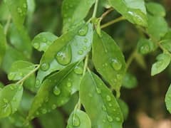 Curry Leaves : घरीच लावा कडीपत्ता; जाणून घ्या सोपी पद्धत