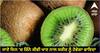 Kiwi Benefit : ਜਾਣੋ ਦਿਨ 'ਚ ਕਿੰਨੇ ਕੀਵੀ ਖਾਣ ਨਾਲ ਸਰੀਰ ਨੂੰ ਹੋਵੇਗਾ ਫਾਇਦਾ, ਜ਼ਰੂਰਤ ਤੋਂ ਜ਼ਿਆਦਾ ਖਾਣਾ ਸਿਹਤ ਲਈ ਹੈ ਖ਼ਤਰਨਾਕ
