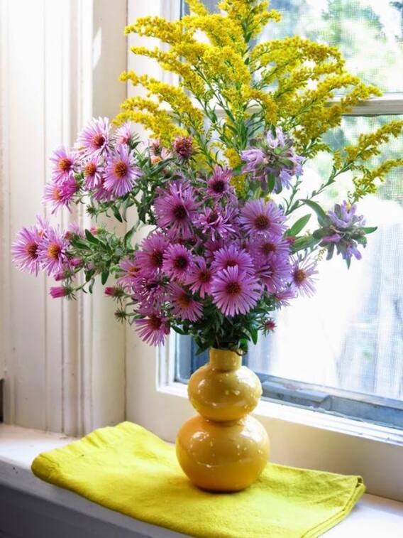 घर में जरूर होने चाहिए ये खुशबूदार पौधे