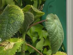 ये है मौत का पौधा! पत्तियां भी छू लीं तो दर्द से निकल जाएगी जान