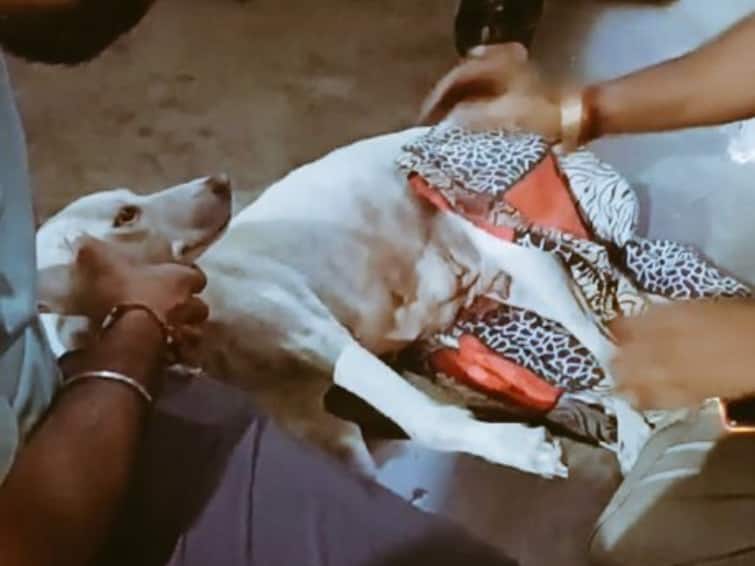greater noida man rapes female dog throws third floor balcony neighbour spots him arrested up policew Greater Noida Man Rapes Dog, Throws Her From 3rd Floor Balcony After Neighbour Spots Him. Arrested